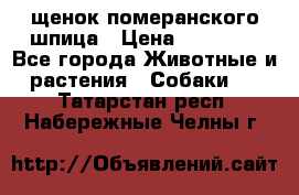 щенок померанского шпица › Цена ­ 45 000 - Все города Животные и растения » Собаки   . Татарстан респ.,Набережные Челны г.